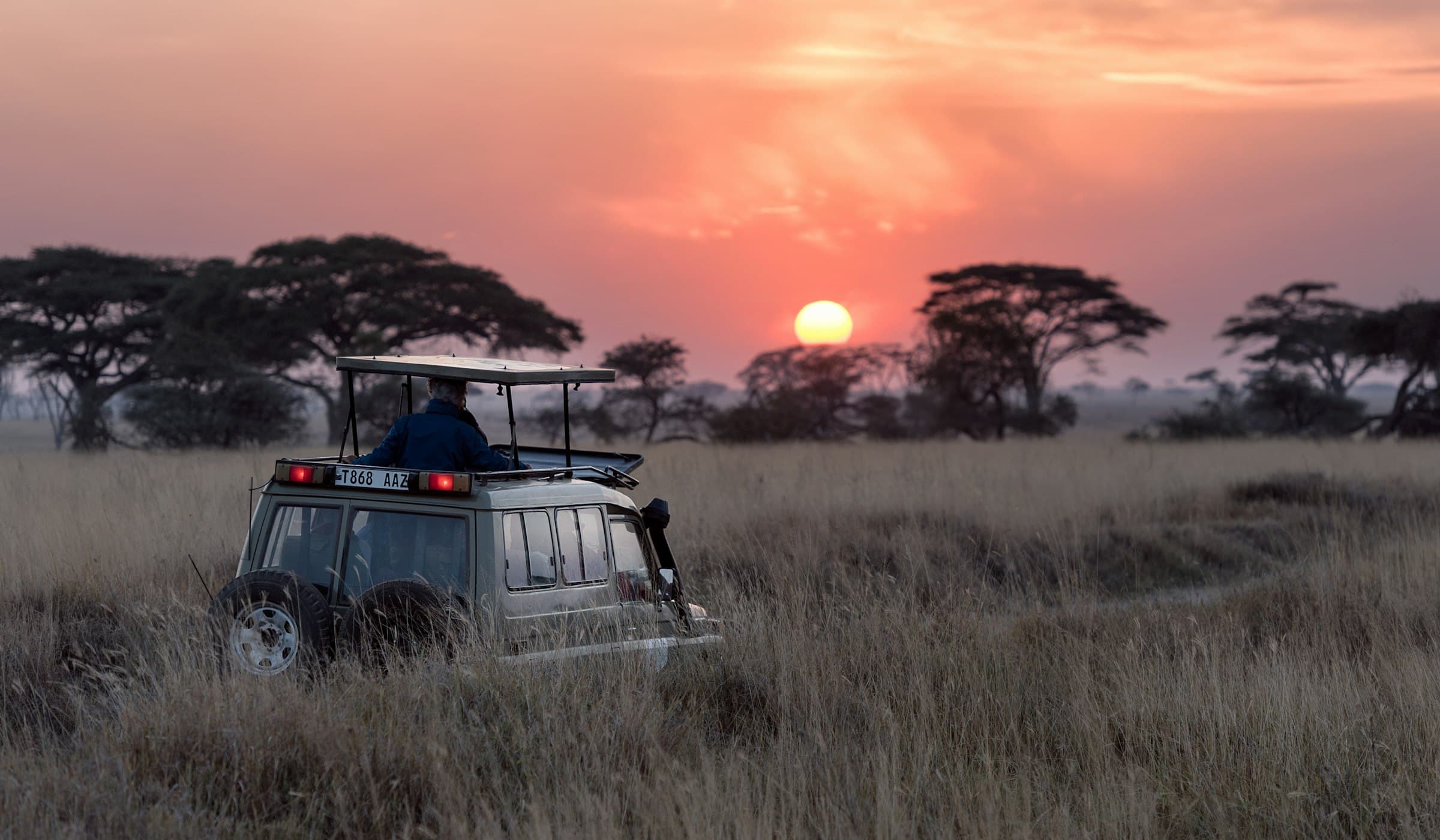 Safari at sunset